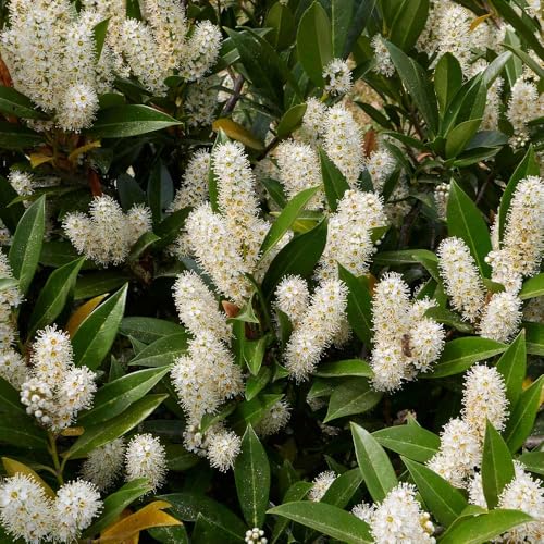 Otto Luyken Cherry Laurel – Compact Evergreen Shrub, Hardy Hedge