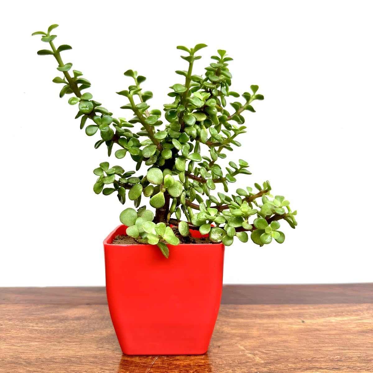 JARR Good Luck Jade Plant in Decorative Pot, Live Indoor Bonsai-image-47