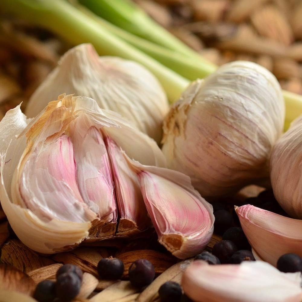 Kamelur Bio Knoblauch Pulver - 200g - Knoblauchpulver aus biologischem Anbau - Knoblauch BIO in biologisch abbaubarer Verpackung