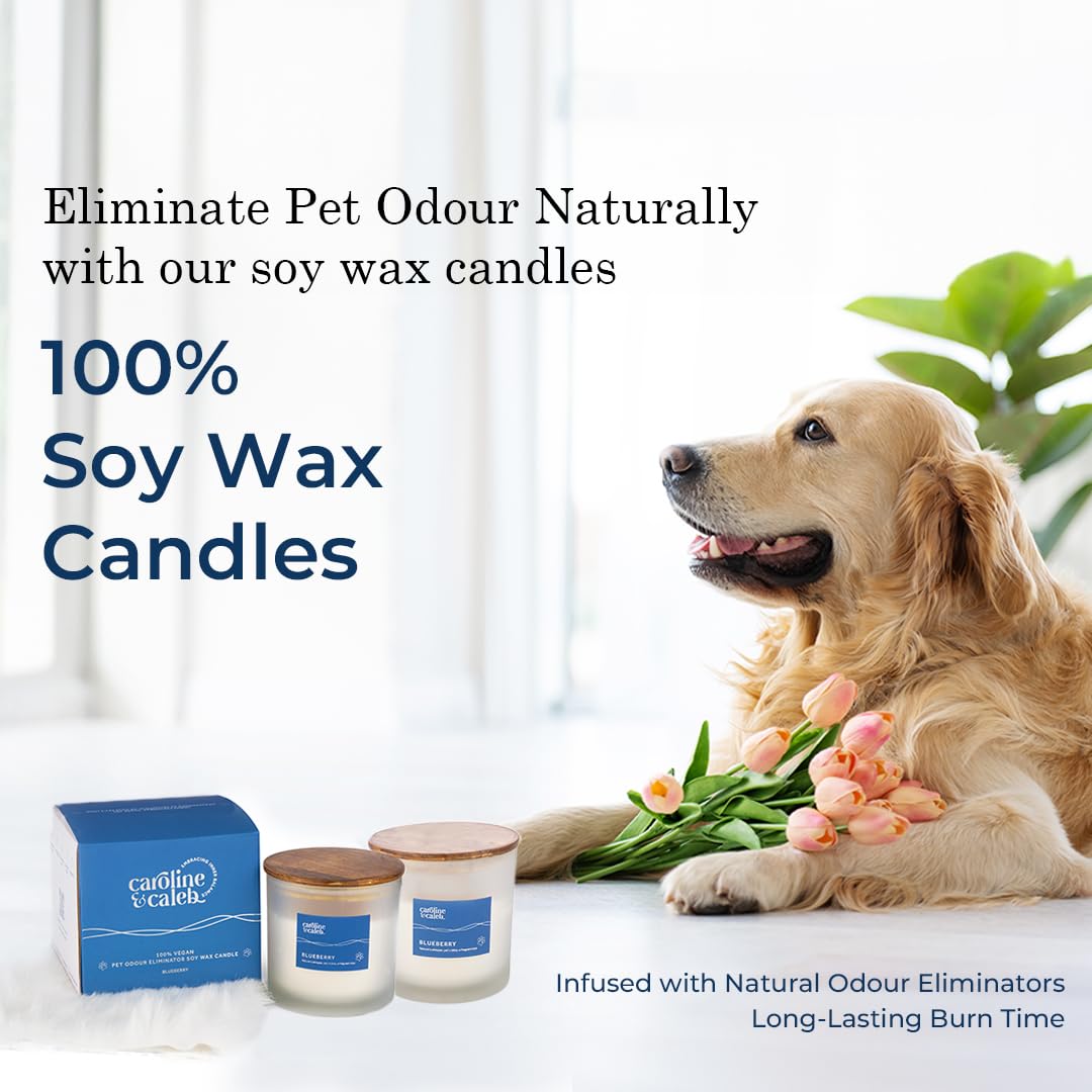 Pet Odour Eliminator | Blueberry Scented Candle by Caroline and Caleb | Non Toxic | Long Lasting 30 Days | 100% Vegan Soy Wax | Pet Odour Remover for Dogs and Cats | Gifting 4