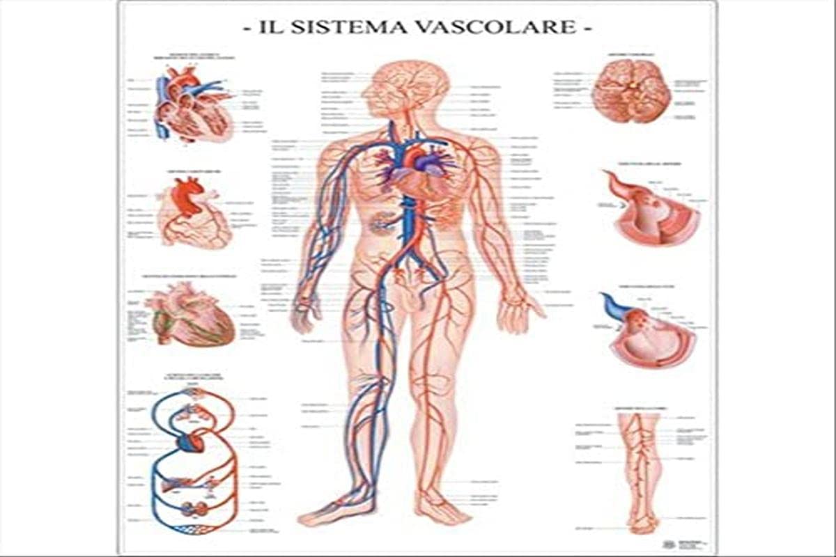 POSTER SCIENTIFICO: SISTEMA VASCOLARE