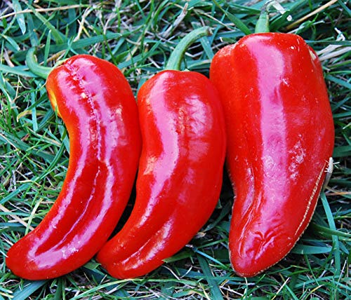 Marconi Red 10 Pepper Seeds by CHILLIESontheWEB - Pick and Mix - Get 4 for 3