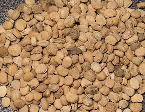 200 STRATIFIED American Ginseng Seeds panax quinquefolius l