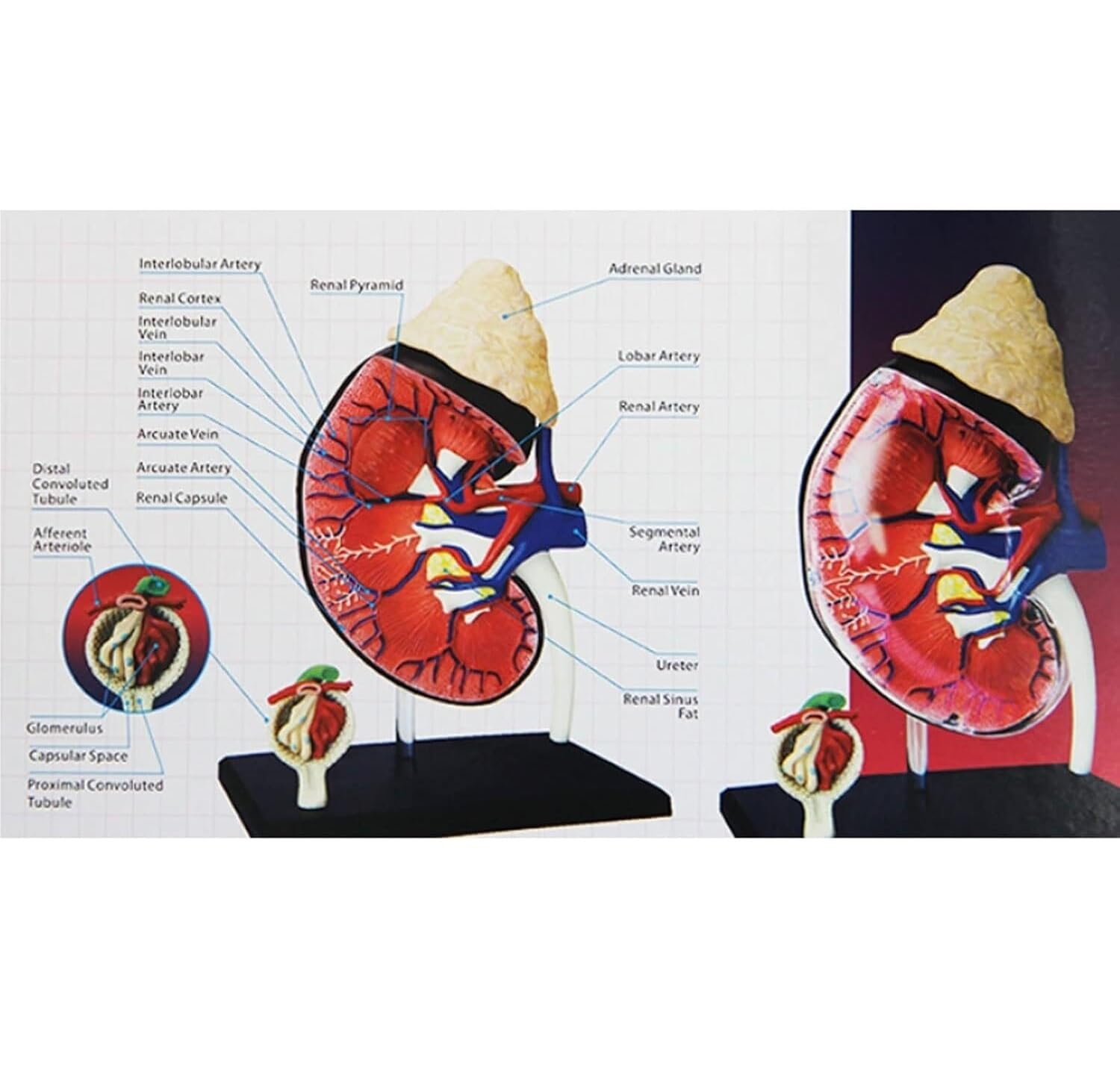 Anatomiczny Ludzkie Model Anatomii Nerek Człowieka 4d Vision Odpinany 13 Części Anatomia Do Nauki Medyczny Model Anatomiczny