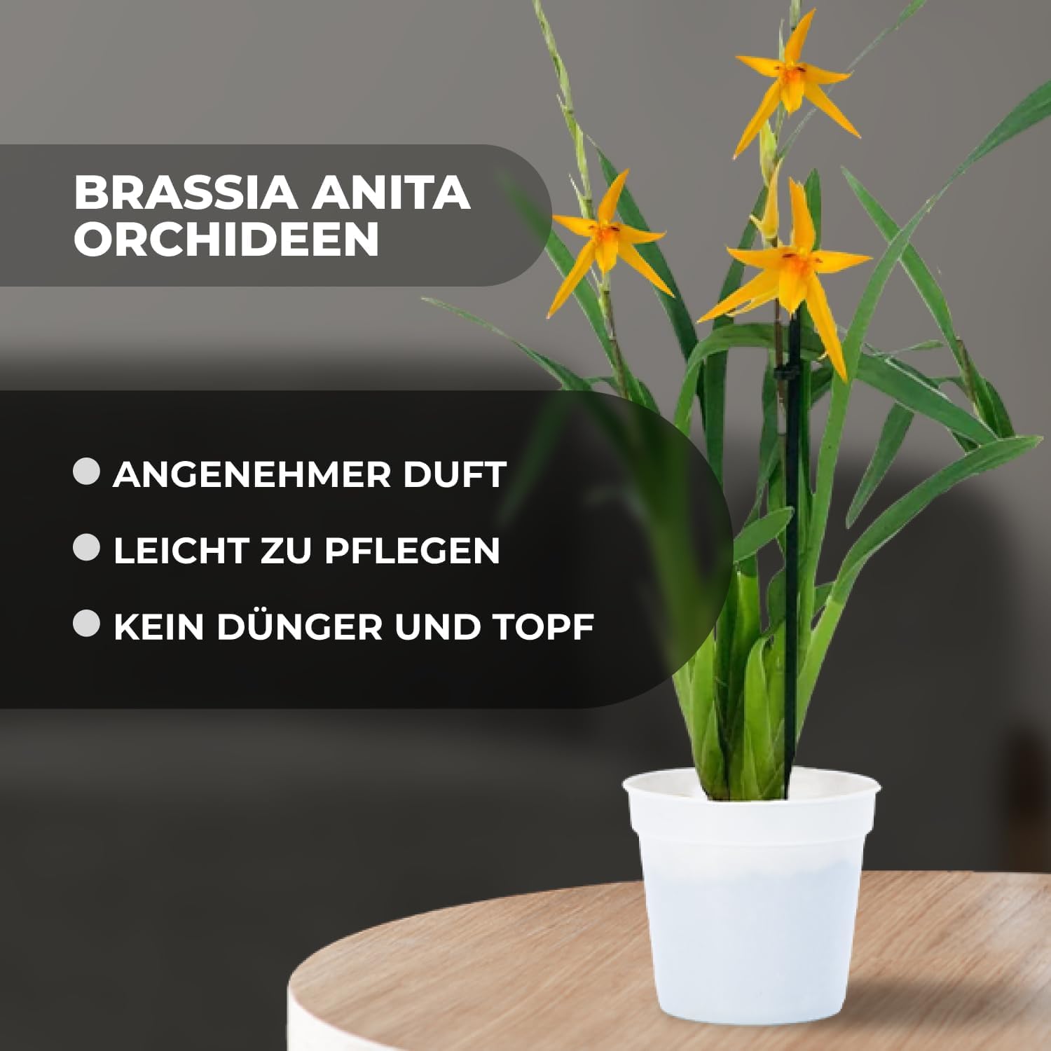 Orchideen Echte Pflanzen Brassia Anita - 2 große Zimmerpflanzen aus Holland - 30-40 cm hoch - mit Blüten und leicht duftend (Nicht künstlich, ohne Dünger und Topf, kein Samen, nicht winterhart)