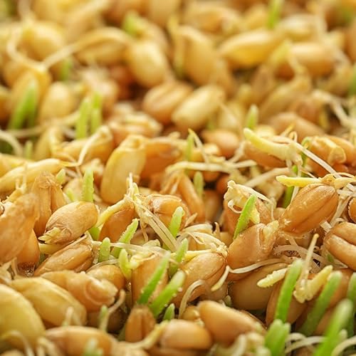 Miniatura 3 de Polvo de hierba de trigo - 8 oz - Superalimento - Sin rellenos - Batidos y batidos