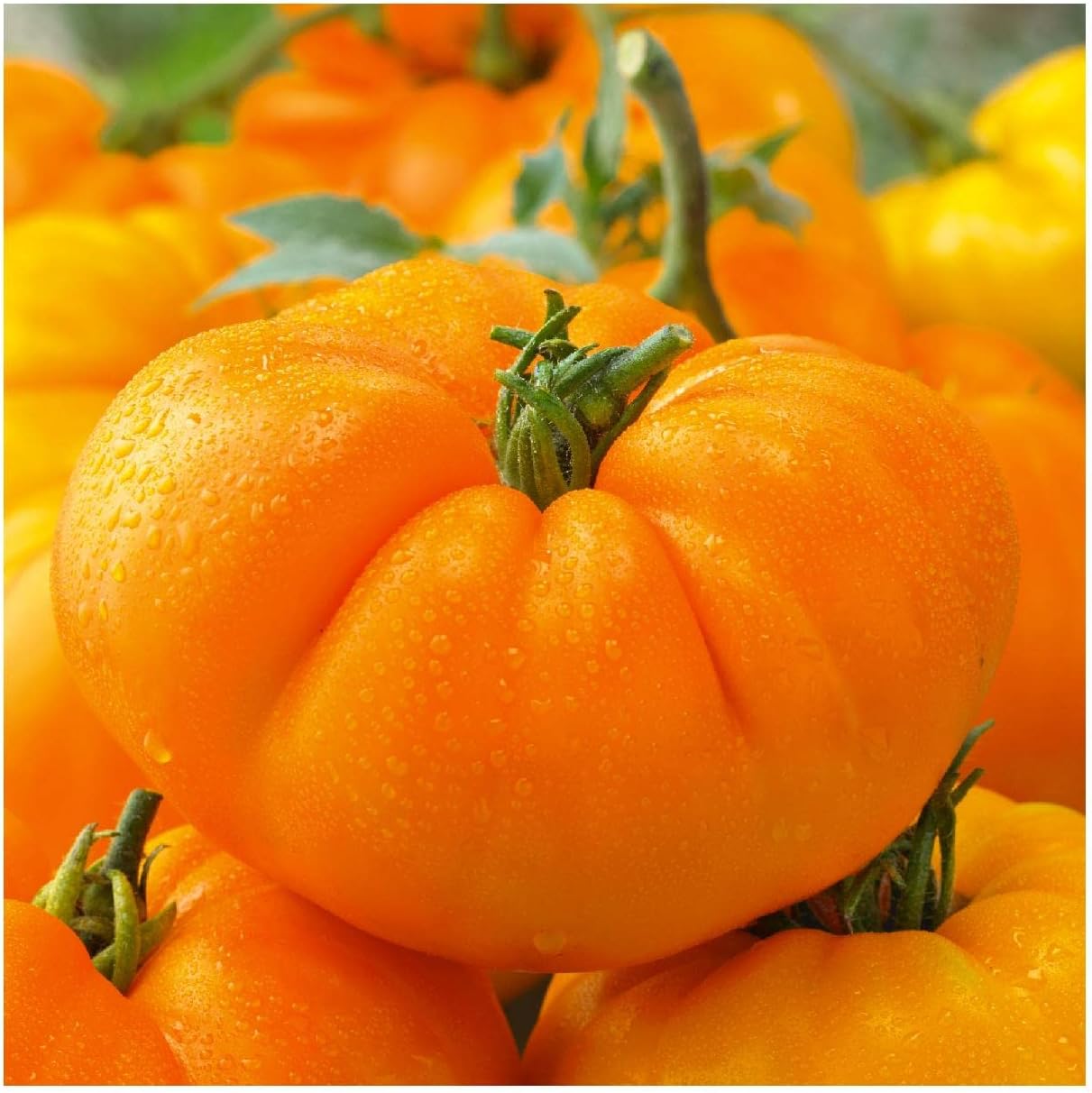 Everwilde Farms - 1 Oz Amana Orange Heirloom Tomato Seeds - Gold Vault