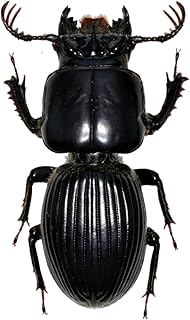 涅槃 ゴーリーオバケクロツヤムシ フィギュア 甲虫目 冷蔵庫貼り 磁気飾り物 マグネット リアル 成虫 図鑑 昆虫 甲虫 樹脂 大人安心 プラモ おもちゃ 模型 完成品