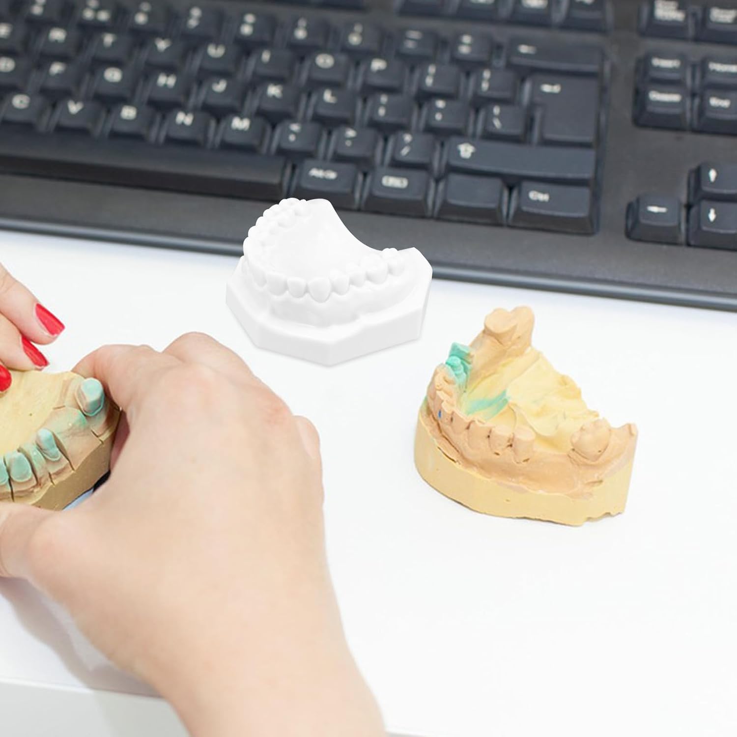 Standard Adult Tooth Model with Gum for Dental Teaching, Realistic Human Teeth Display, Educational Mouth Model for Study and Demonstration