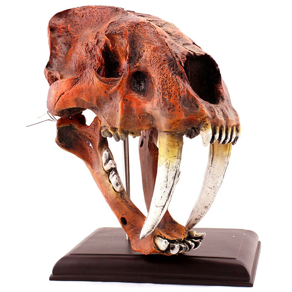 Amazon.co.jp: セイバートゥース タイガー 猫 化石 頭蓋骨 像 長さ13.7