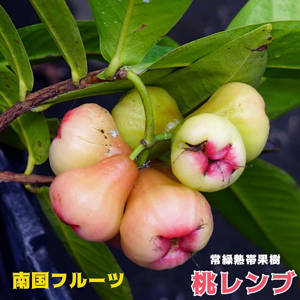 Amazon.co.jp: Peach Renbu Seedlings, No. 4.5 Pot, Made in