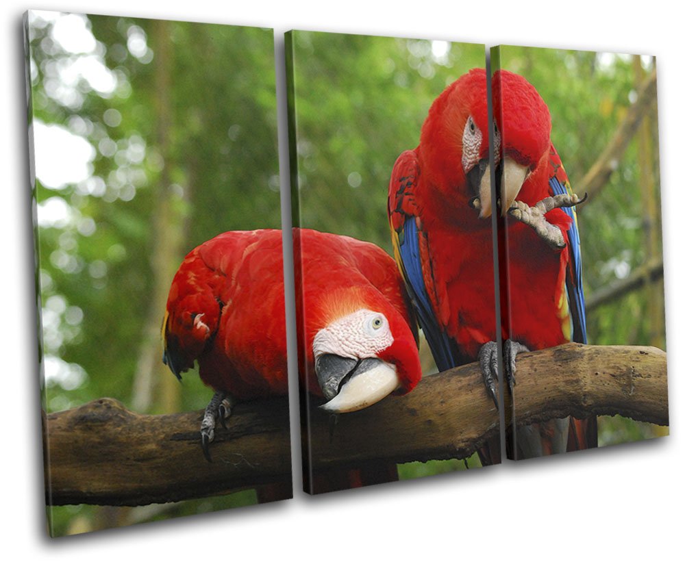 Amazon.co.jp: Bold Bloc Design - オウムの鳥 楽園 動物 60x40cm