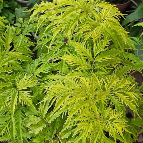 semi di sambuco, sambuco, resistenti, decorativi, interno mini giardino, 100pcs