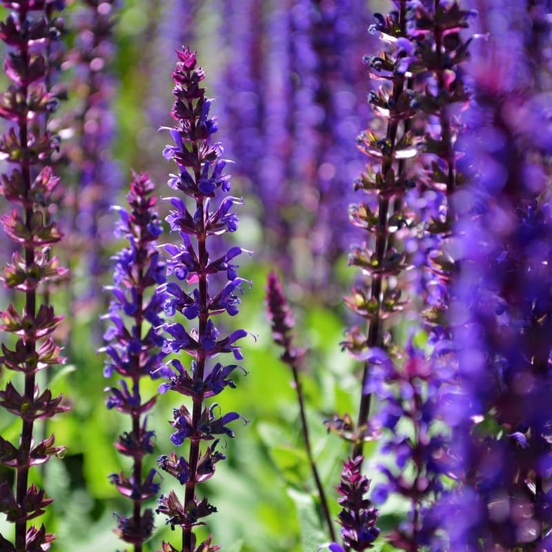 Miniatura 5 de Garden Sage Salvia - Planta viva, arbusto de salvia, maceta de 3 pulgadas