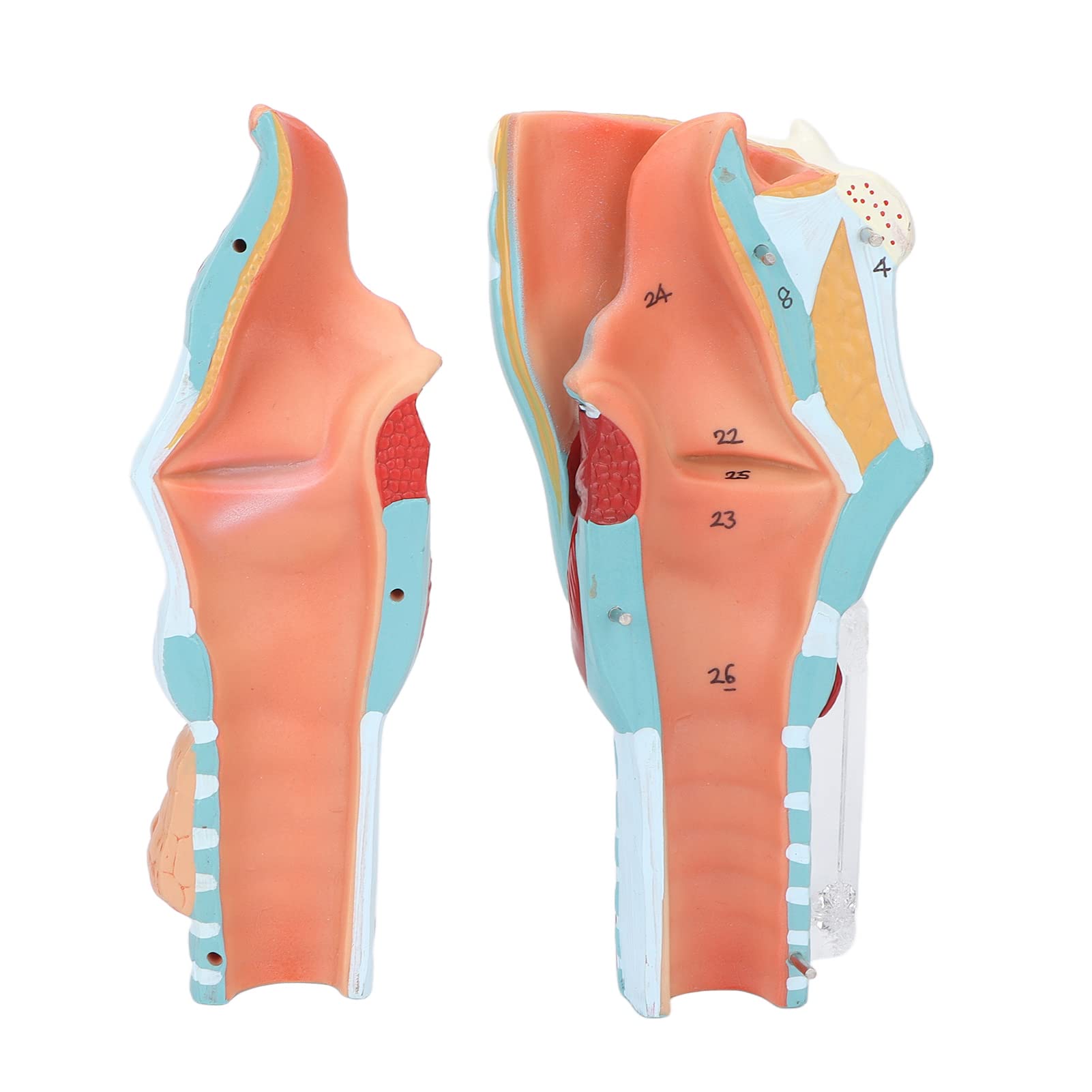 Menschliche Kehlkopfanatomie Kehlkopfmodell, Kehlkopf Anatomie Modell mit 2X Vergrößertem Kehlkopf, Laryngopharyngeal Anatomisches Modell Studienmodell Wissenschaft Medicalstudents Lehrmittel