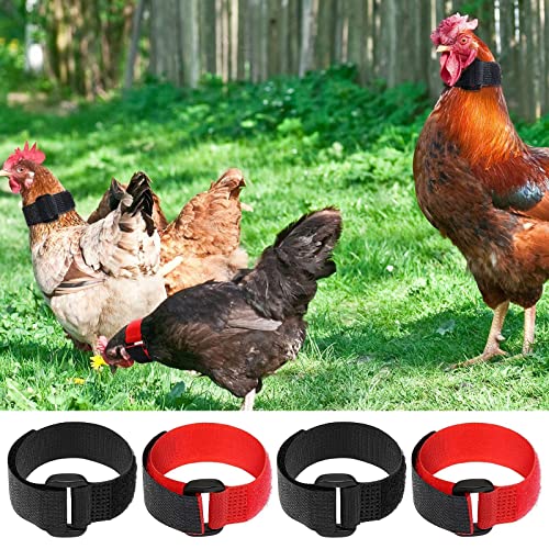 Coleira de de Galinha 4x para Aves Perturbando Vizinhos para