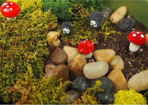 TerraGreen Creations Fairy Garden Accessories kit - Terrarium Kit - Succulent and Catcus Organic Soil - Garden Musrooms - Mini Figures - Other Premium Supplies