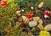 Fairy Garden Accessories kit - Terrarium Kit - Succulent and Catcus Organic Soil - Garden Musrooms - Mini Figures - Other Premium Supplies TerraGreen Creations.