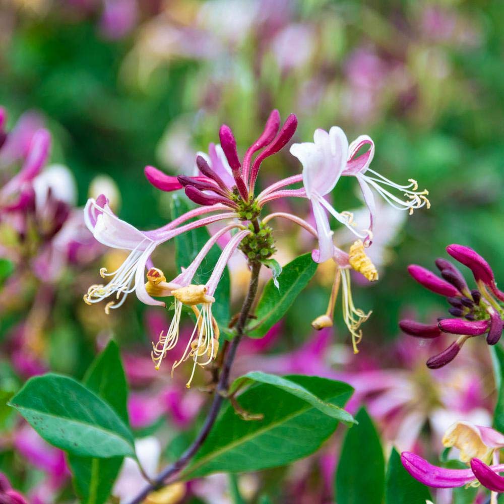 Amazon.com : Purple Leaf Japanese Honeysuckle - Lonicera Japonica Purpurea  - Rooted Vines - Small 2" Potted Plant : Patio, Lawn & Garden