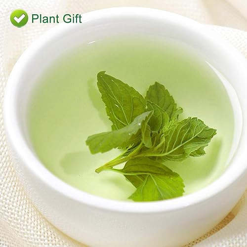 Miniatura 9 de Plant Gift Té 100% menta, té de menta, hojas de menta, té saludable, bolsas de té de menta orgánica, flor saludable, té de menta 0.7 onzas