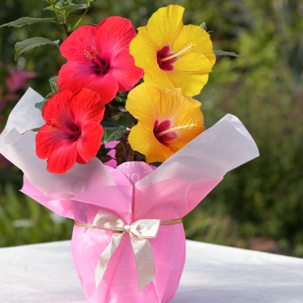 ハイビスカス(ロングライフハイビスカス)鉢植え5鉢 ハイビスカス 花