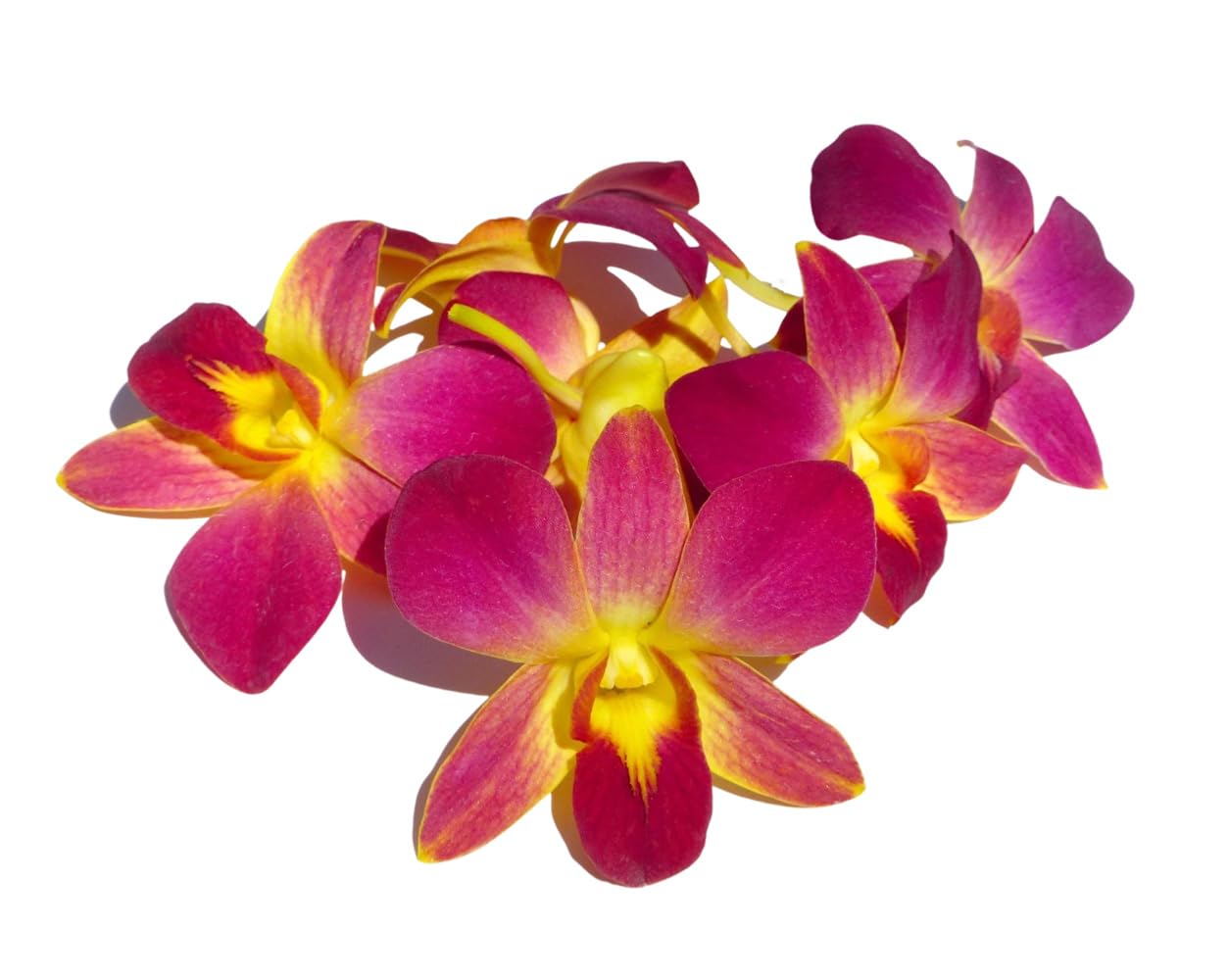 Miami Fresh Orchid Flower OrchidClub USA Sunne Tropical Loose Bloom Head DIY Lei food drink decoration YELLOW (50 YELLOW SUNRISE)
