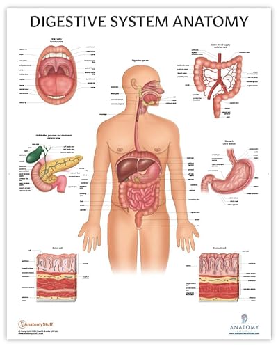 Anatomy Lab Human Digestive System Anatomy Poster, LAMINATED, Anatomy and