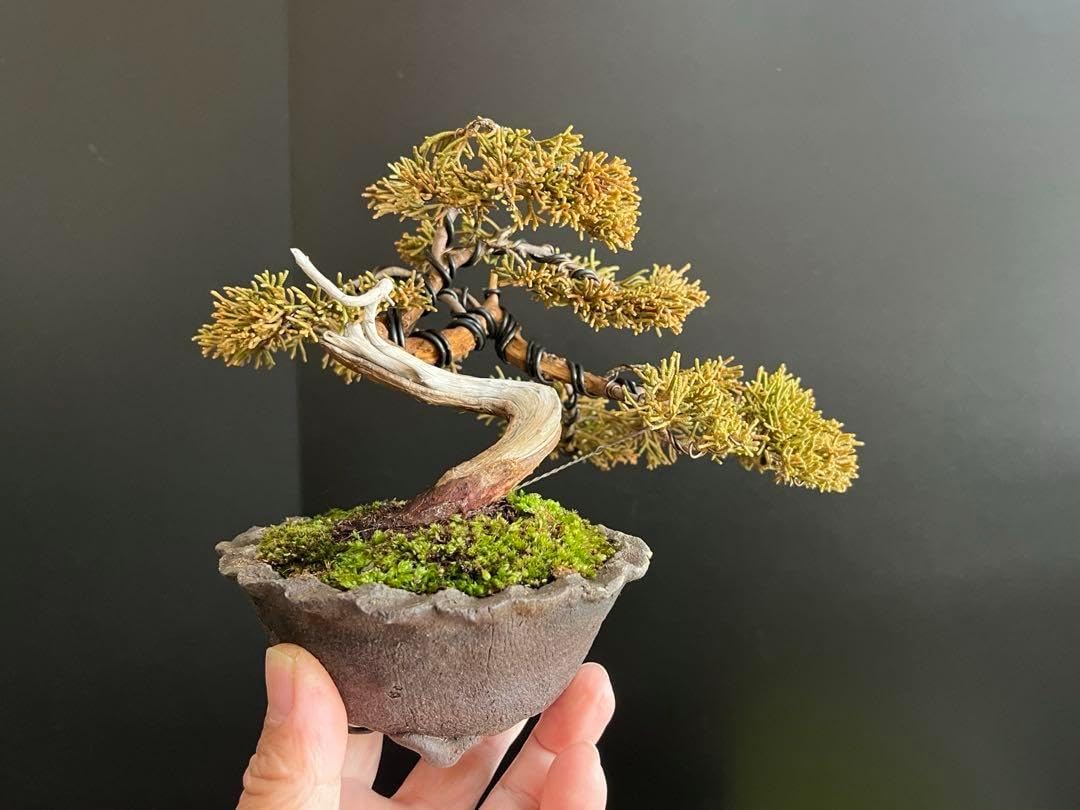 真柏盆栽 糸魚川真柏 捻転シャリ幹 小品盆栽 ミニ盆栽 樹高天ジン