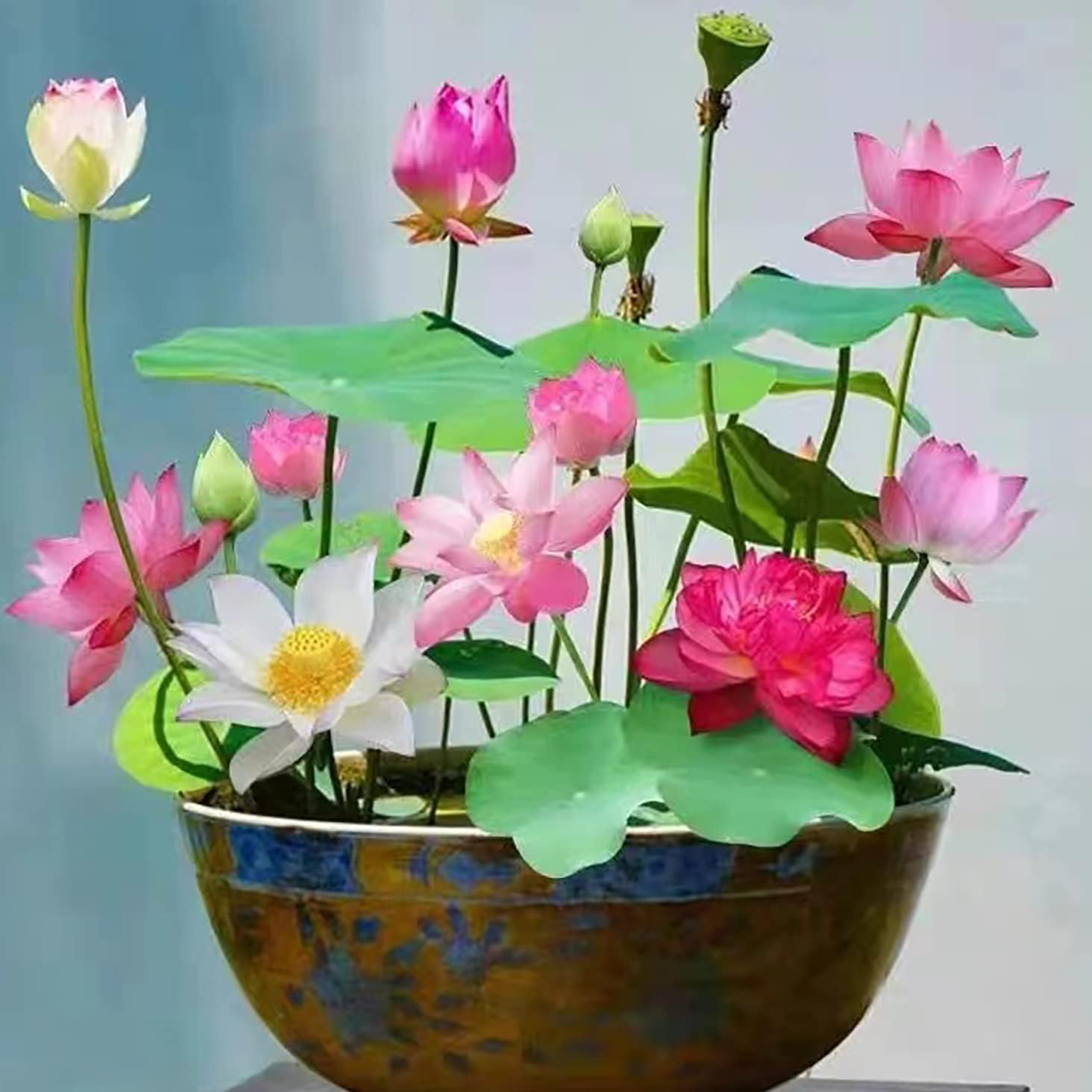 12+ Pcs Bonsai Bowl Lotus Seeds, Water Lily Flower Plant Seed Flowering Aquatic Fresh Garden Seeds for Pond Home Planting Ornamental(Mixed Color)