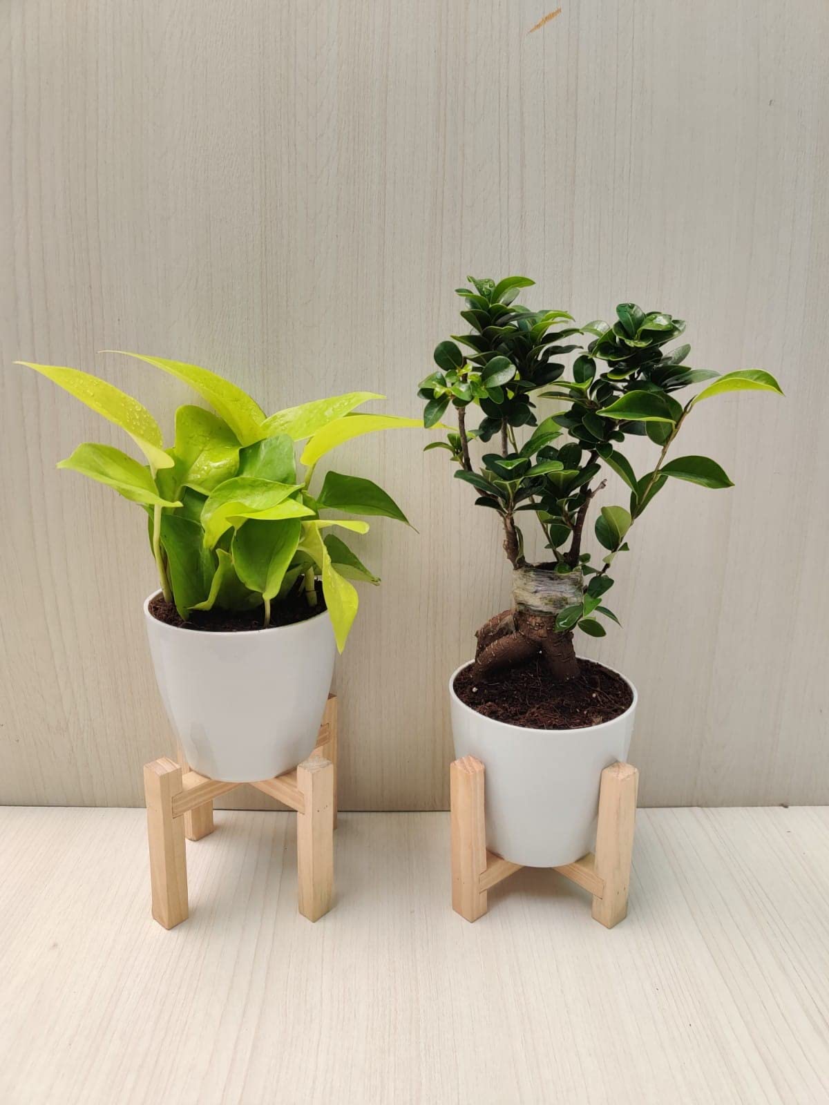 CAPPL Bonsai and Golden Money Plant Combo of Live Indoor Plants For Home, Office, Livingroom