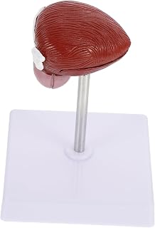 2-Part Bladder Anatomical Model Lifelike Teaching Aid for Classroom Demonstration
