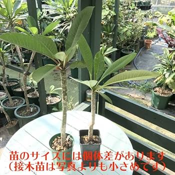 Amazon.co.jp: 【激レア品種】プルメリア接木苗 'Orane Famta'（入手