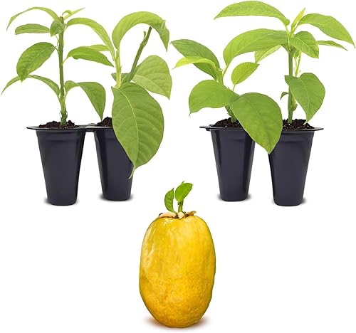 Granadilla Gigante de Fruto de la Pasión (Paquete de 4) Viva en Venta  Plantas Fáciles de Cultivar  Planta de Fruta Comestible para Vida Sostenible