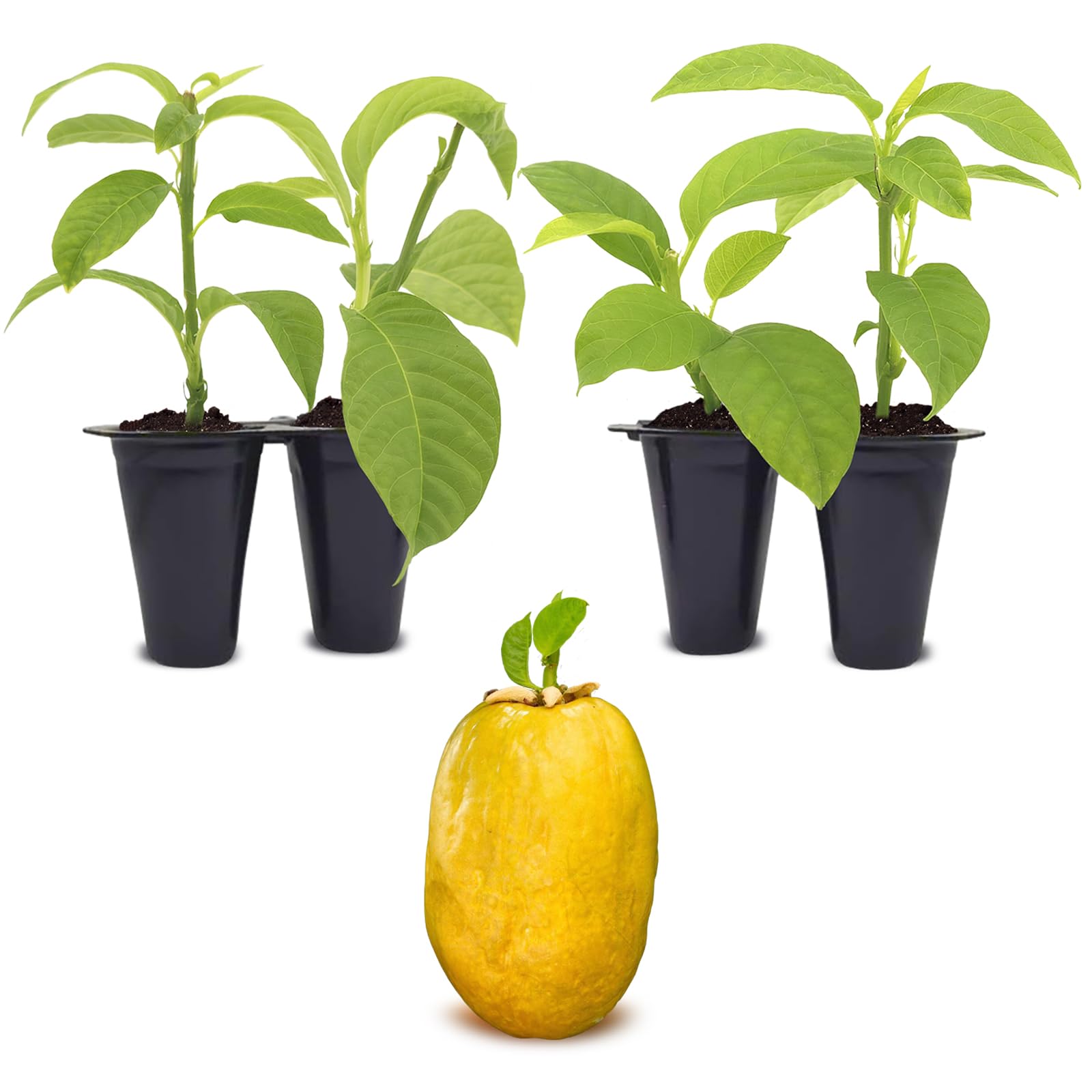 Giant Granadilla 4-Pack