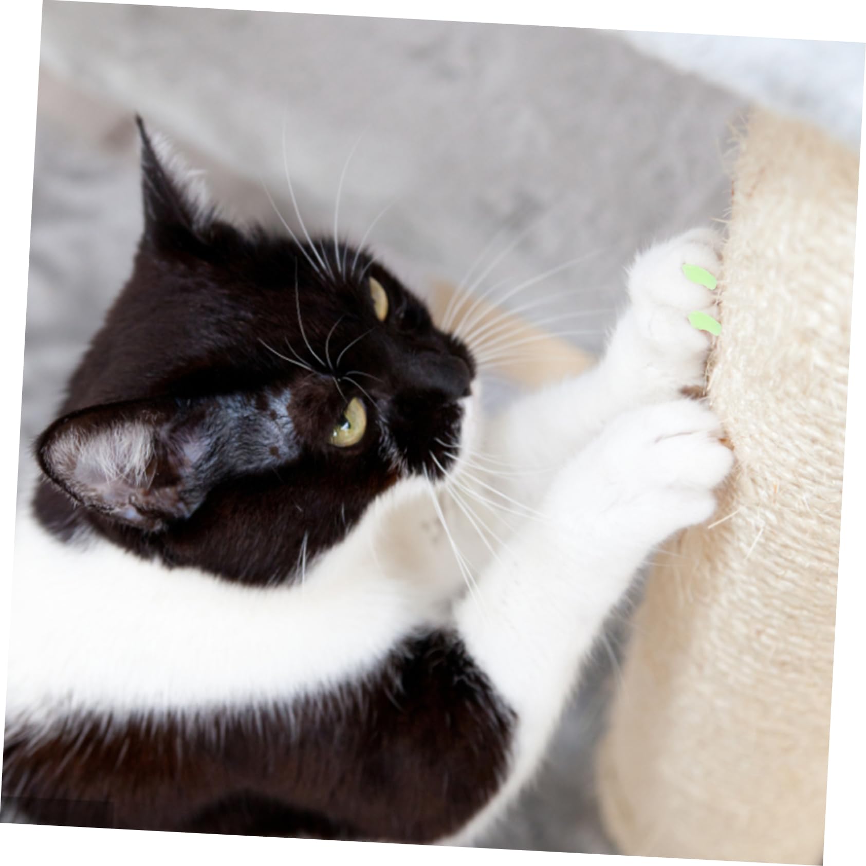 Sosoport 50juegos Cubiertas De Uñas De para Gatos y De Coloridas para Protección De Patas Reduce Arañazos y Daños El De Usar y Seguro para