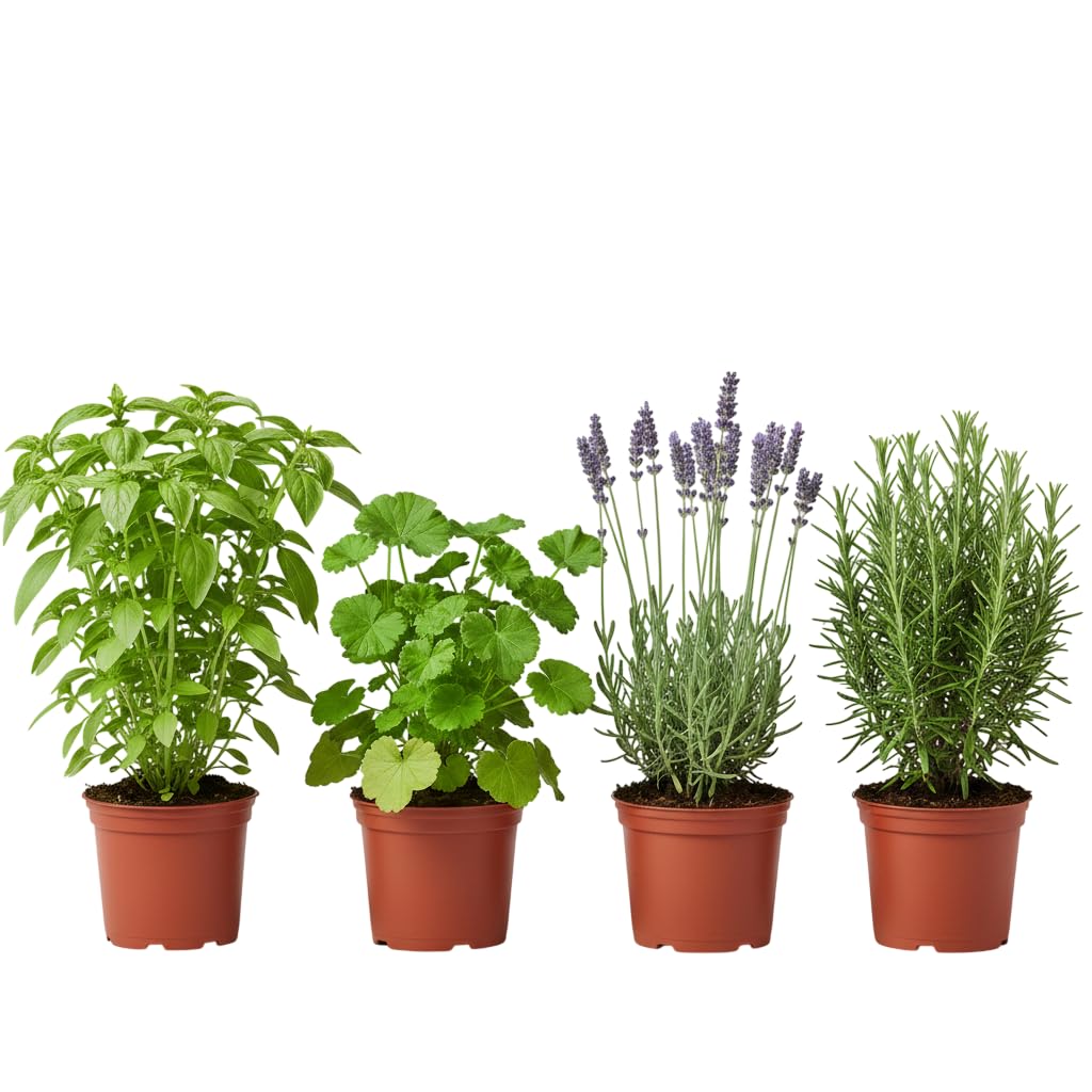 Pack Balcón Antimosquitos de 4 Plantas Vivas DECOALIVE | Geranio Citronela, Albahaca Estrecha, Romero y Lavanda
