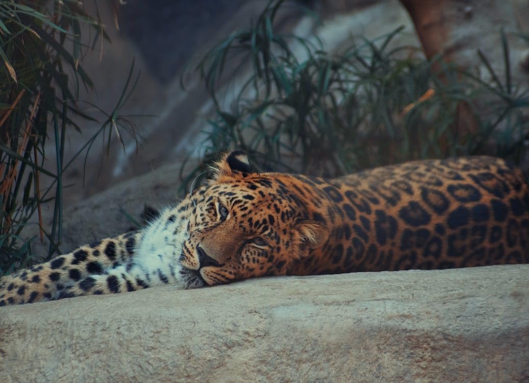 Lying Leopard - Rompecabezas de madera de 2000 piezas - Divertida actividad interior para los amantes de los rompecabezas