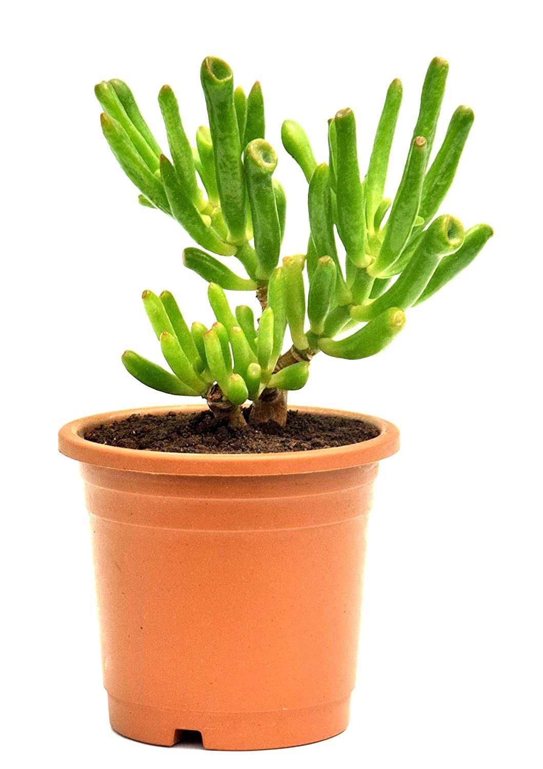 Crassula Ovata, Gollum Jade in 4 inch pot Money Plant Succulent
