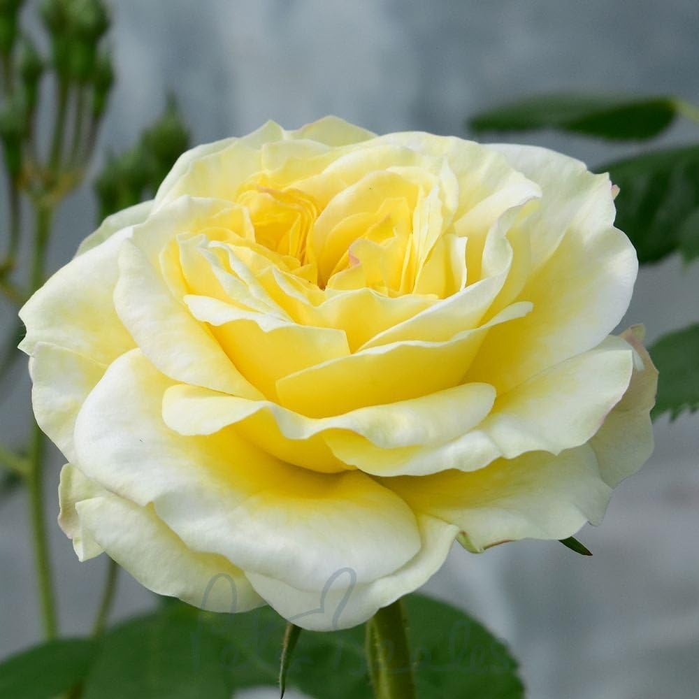 Peter Beales Roses Clarence House Climbing Rose, White-Yellow