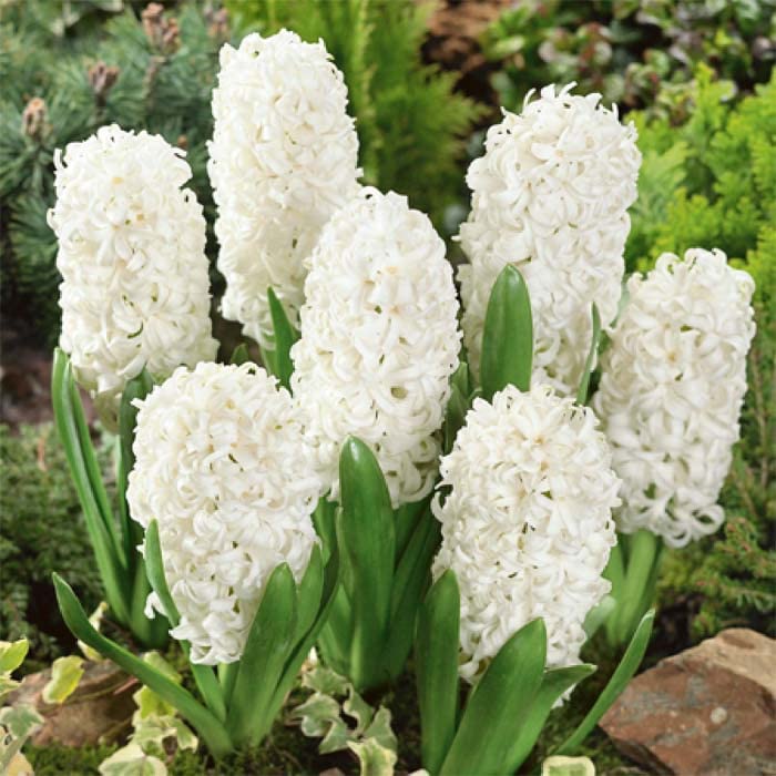 Hyacinth Flower Bulbs Hybrid Flower Seeds for Home Gardening & Winter Season & planting (1 Bulbs) White By Zabbus (B0BLHWJCRJ) Amazon Price History, Amazon Price Tracker