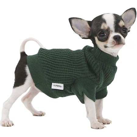 do chihuahuas need sweaters