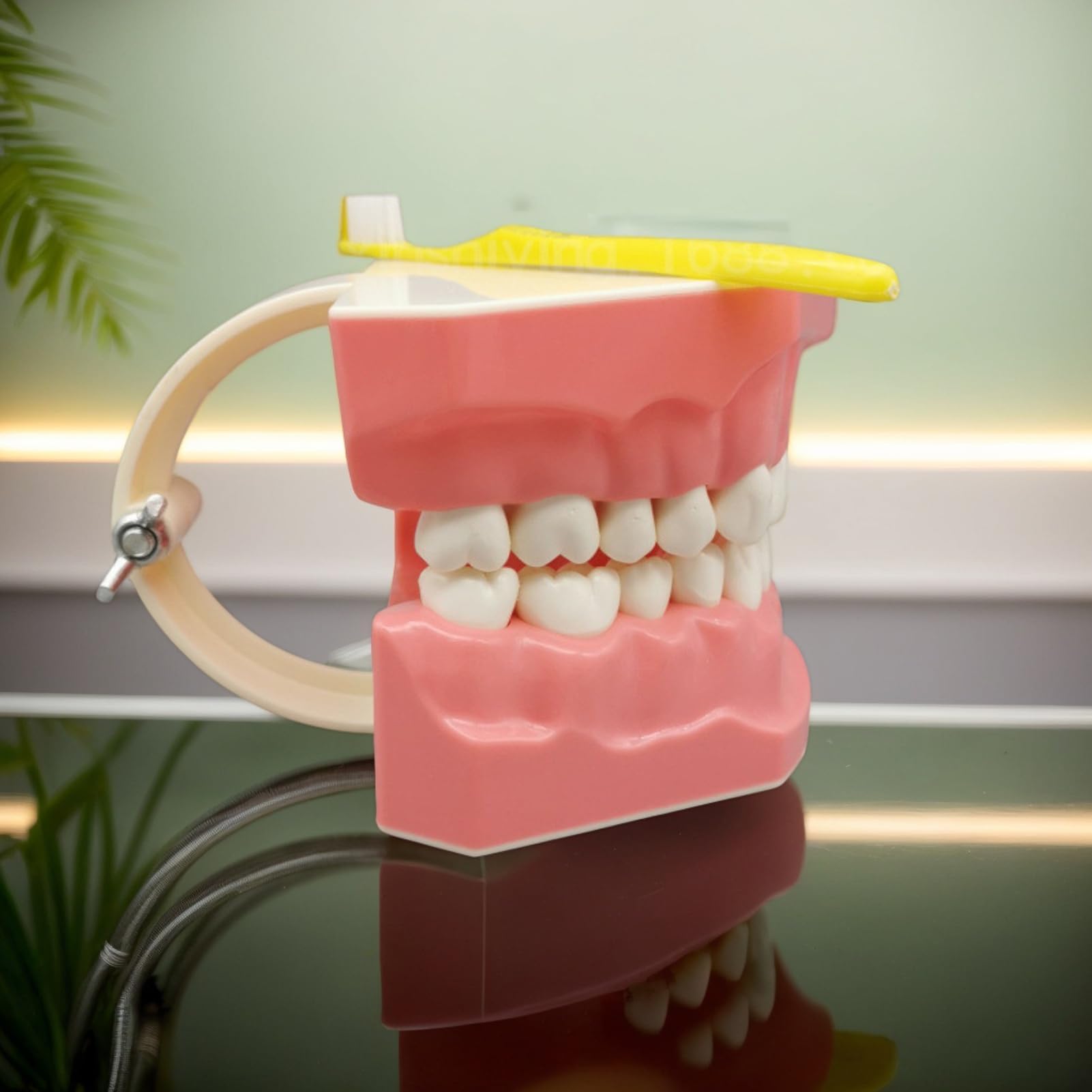 Modello di denti per bambini, modello di dente educativo con spazzolino da denti per lo studio | Materiali educativi, forniture per lo studio della bocca per adolescenti, amici, uomini, figli