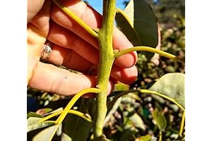 5 Fresh Hass Avocado Cuttings Scions for Grafting