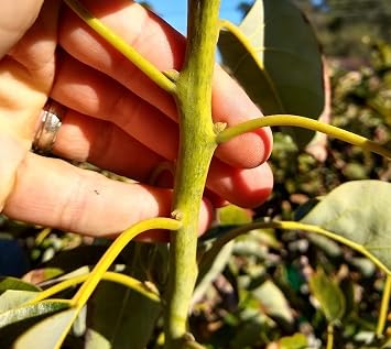 5 Fresh HASS Avocado Cuttings Scions for Grafting, from Productive Tree Plant Grown in Fallbrook California, the Avocado Capital of the World