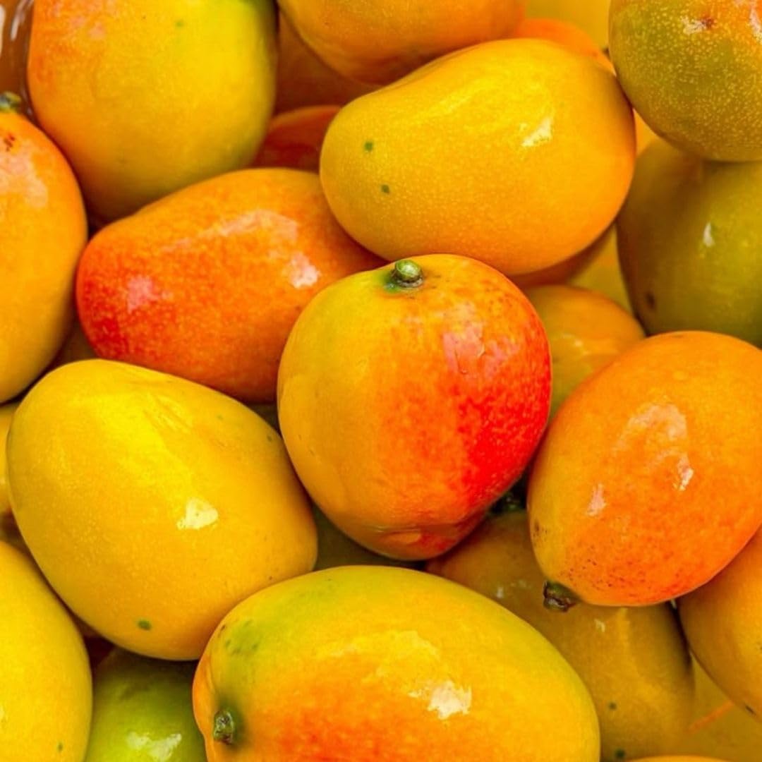 Pianta di Mango Indica Maya Innestata, H140cm