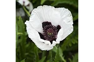 CHUXAY GARDEN Royal Wedding White Poppies: Easy Care, 35 Rare Hardy Seeds