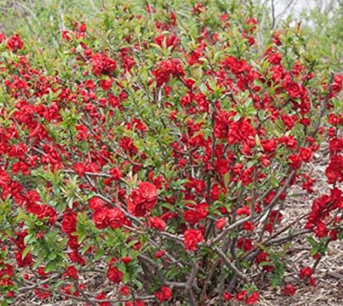 Double Take Scarlet Storm Quince - Live Plant - Full Gallon Pot