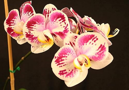 Miniatura 4 de Orchid Love El mejor alimento para orquídeas del mundo 32 onzas líquidas concentrado produce 16 a 32 galones