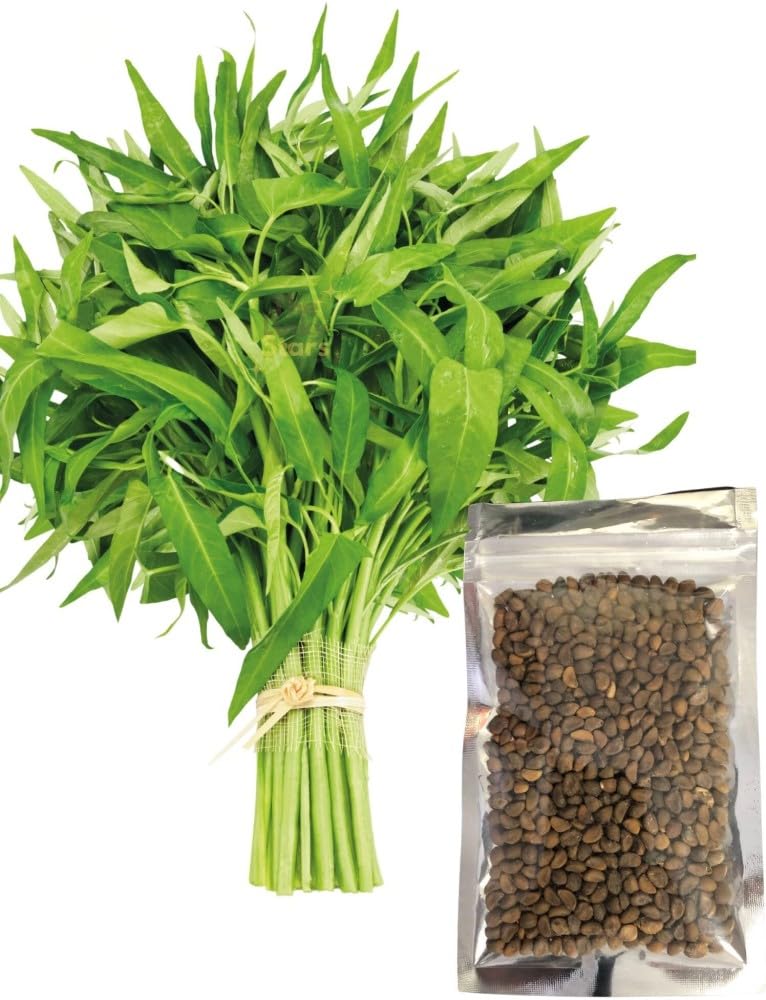 Kalmi saag seeds Pack of 100 seeds Green (B0CRQDTB42) Amazon Price History, Amazon Price Tracker