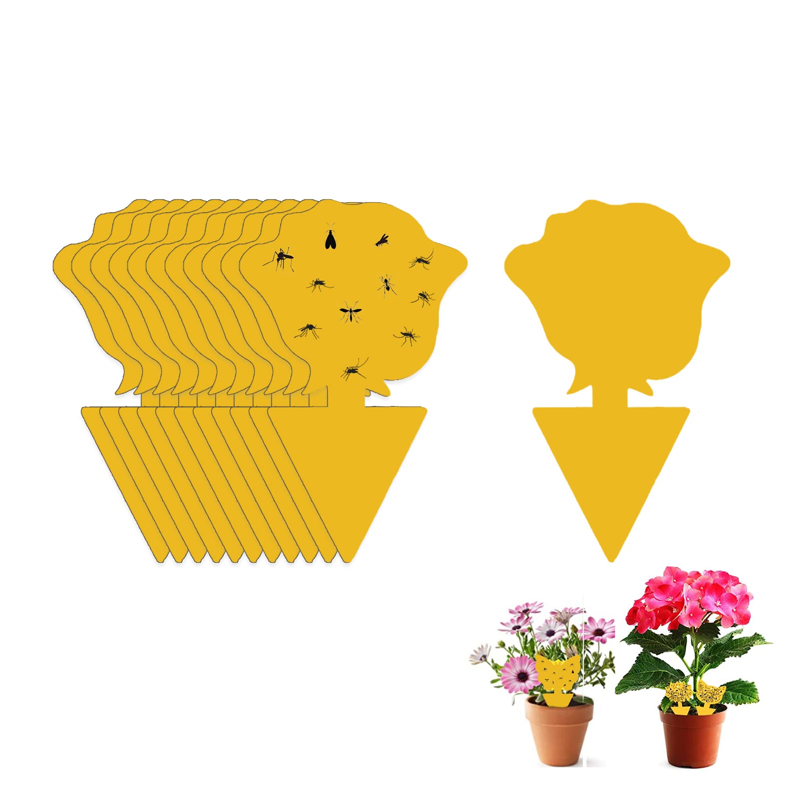 Fruit Fly Sticky Trap, 12PCS Fungus Gnat Traps Insect Trap, yellow sticker protection plant for Kitchen Indoor Outdoor Catch White Flies Mosquitos Fungus Flying Insects Houseplant (Rose)